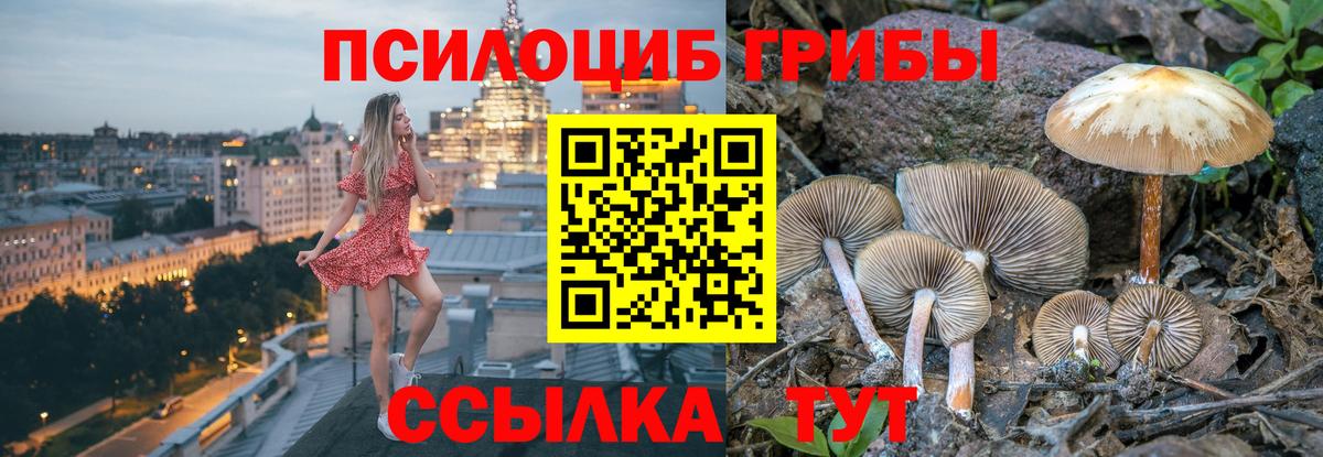Псилоцибиновые грибы Psilocybe  Вход с VPN  Касимов 