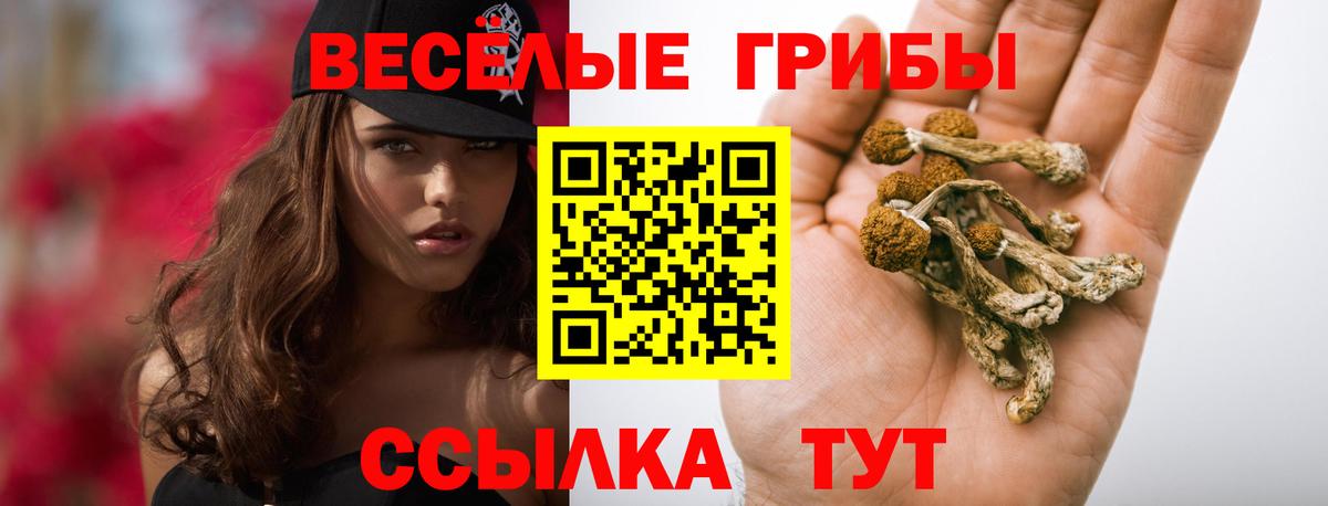 Галлюциногенные грибы Psilocybine cubensis Касимов